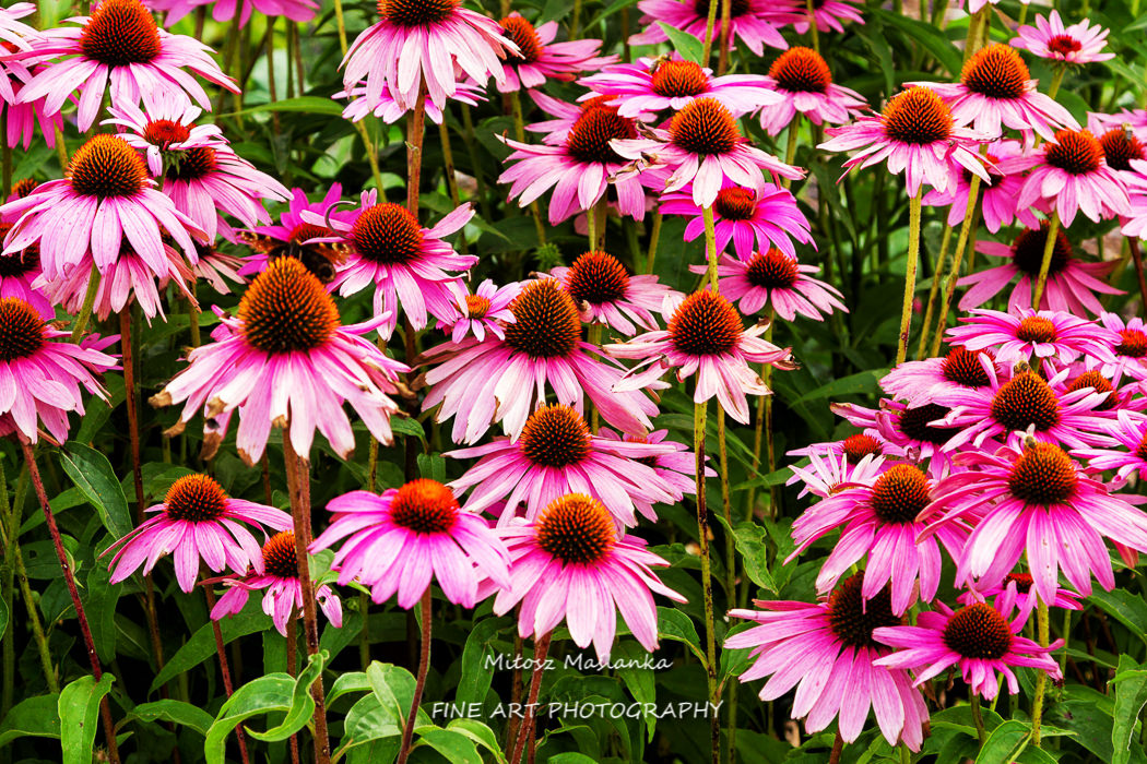 echinacea purpurea (eastern purple coneflower or purple coneflower) flowers in bloom