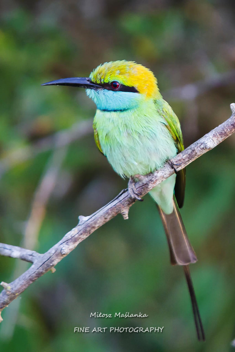 Green Bee Eater (Merops orientalis)