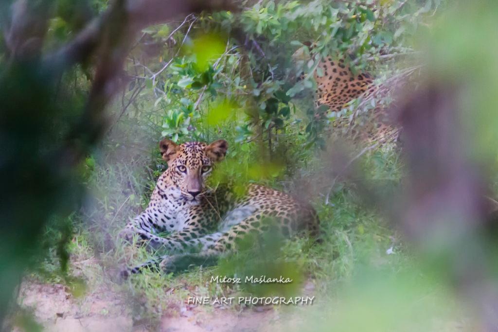 Jaguar, Yala National Park, Sri Lanka