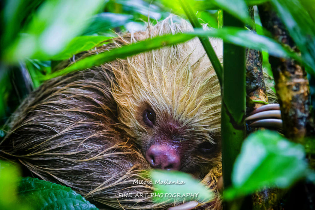 A brown-throated sloth (Bradypus variegatus) is a 3-toed sloth. They are mostly living in high trees within rain forests although this one is sleeping on the ground.