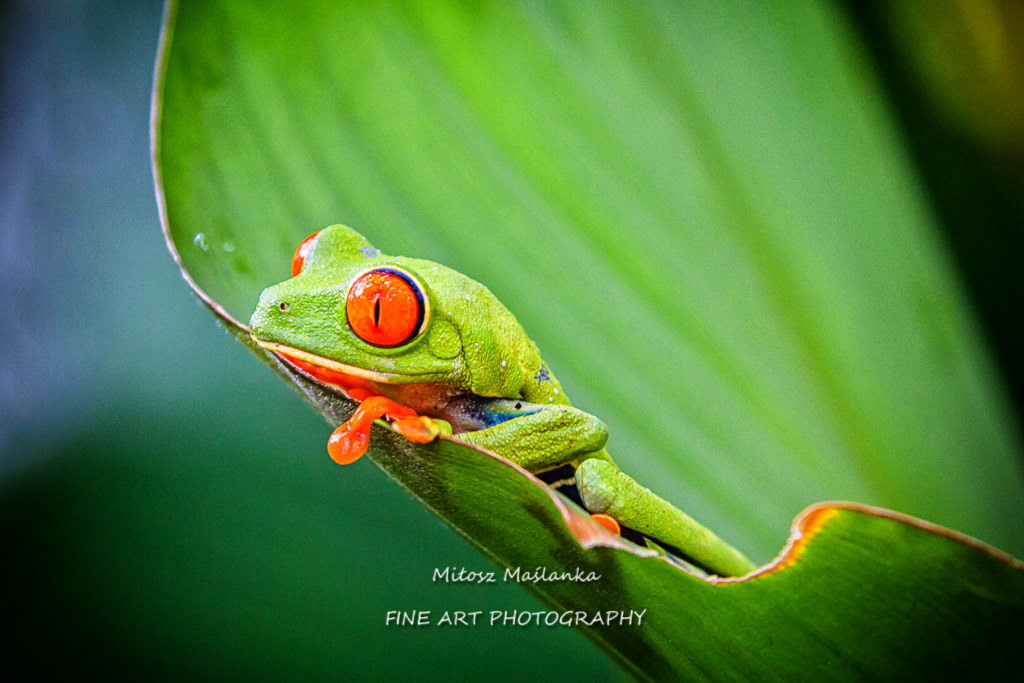 Agalychnis callidryas, known as the red-eyed tree frog captured in Costa Rican jungle.