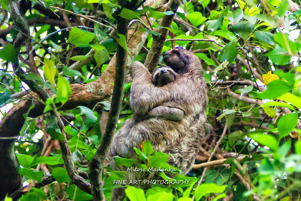Sloth mum with her baby