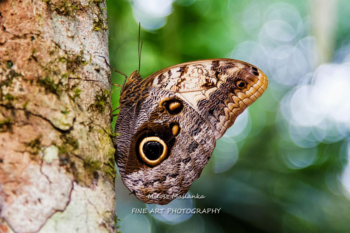 Owl Butterfly (Caligo Memnon)