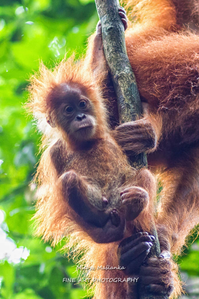 Orangutan mother with a baby in Bukit Lawang, Sumatra, Indonesia