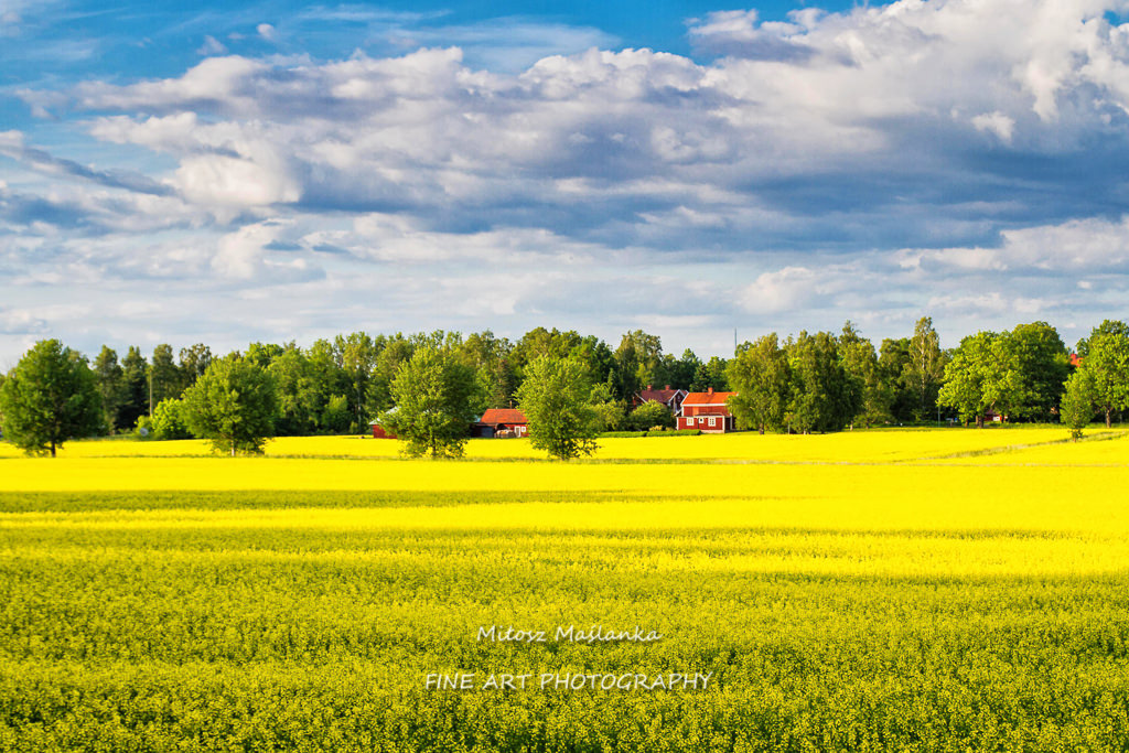 Rapeseed field in Sweden