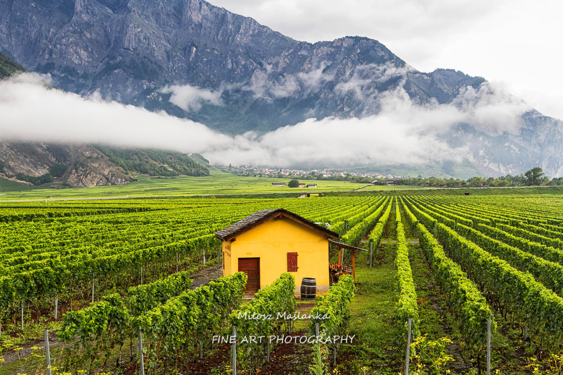 Vineyard in Valais canton, near Sierre, Sion and Martigny, Switzerland