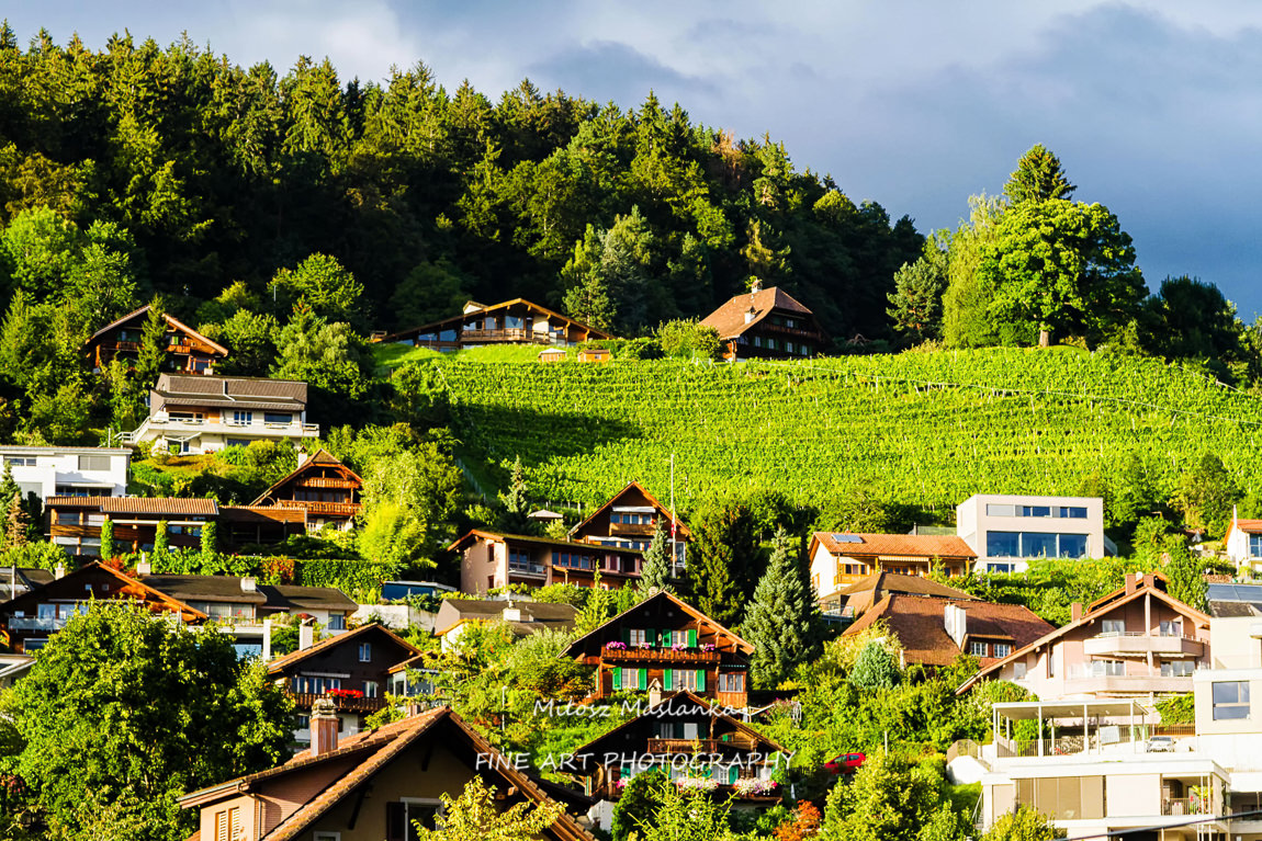 Vineyards in a warm evening sun near Thun, Switzerland Alps