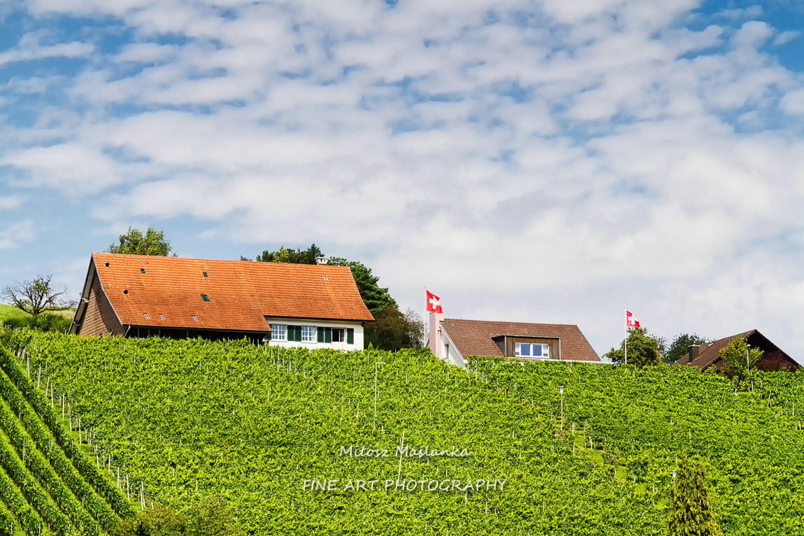 Vineyard in Eglisau by the Rhein river, Switzerland