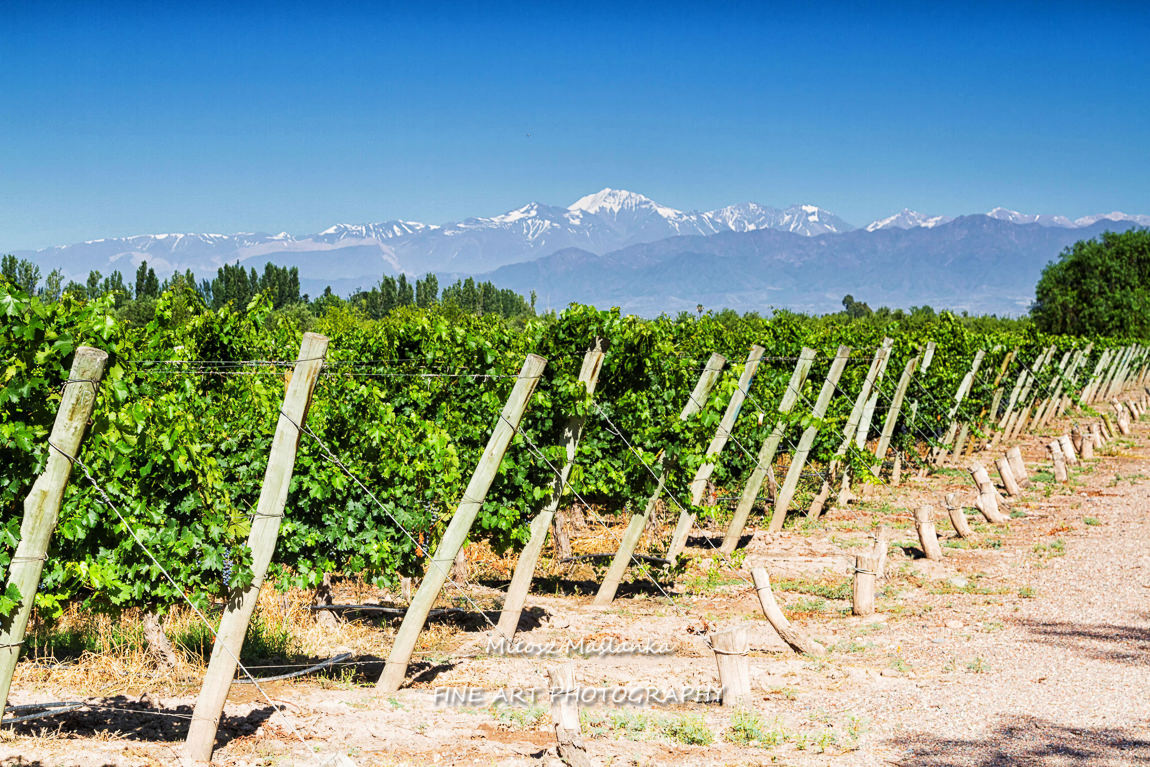 Vineyards in Maipu, Mendoza district, Argentina