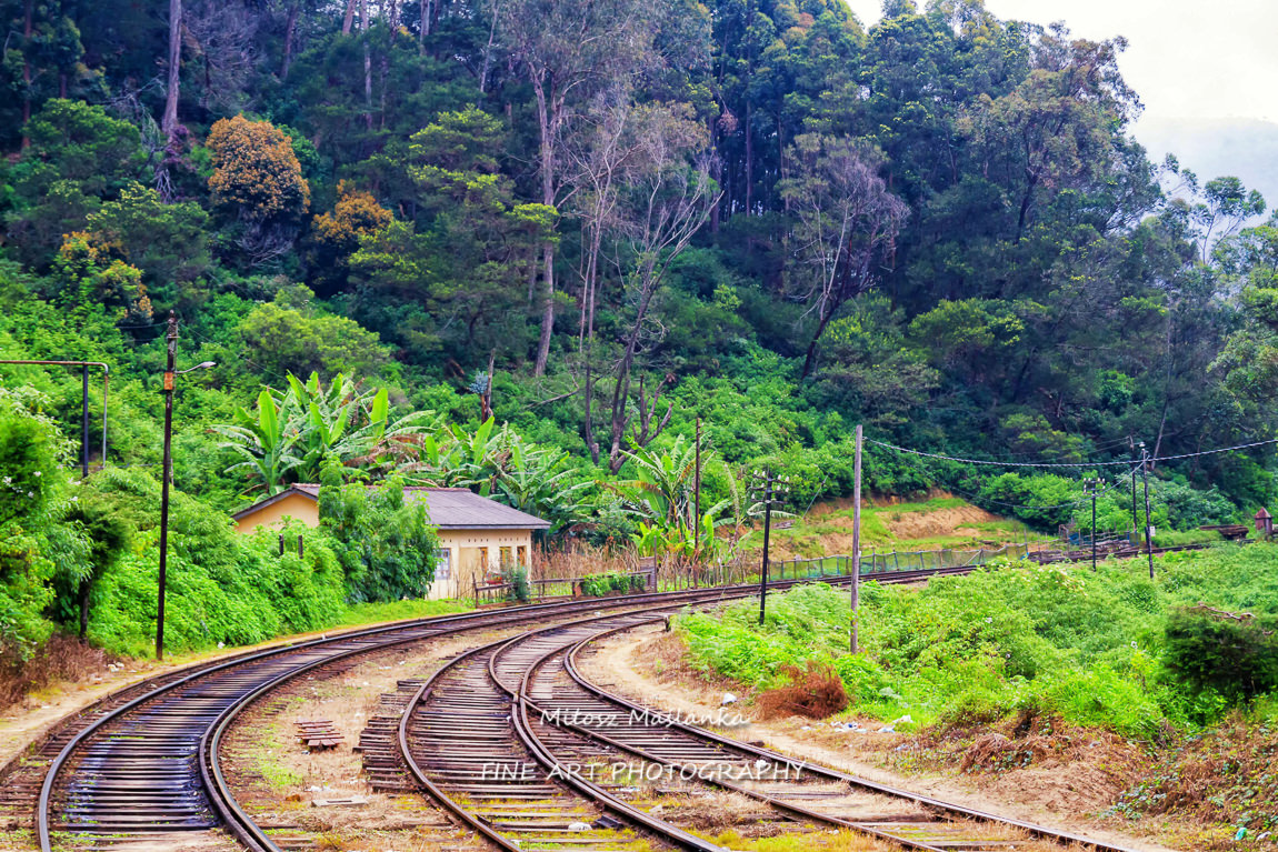 Tracks through the jungle