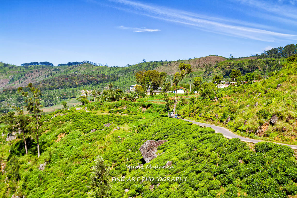 Tea plantations in Sri Lanka