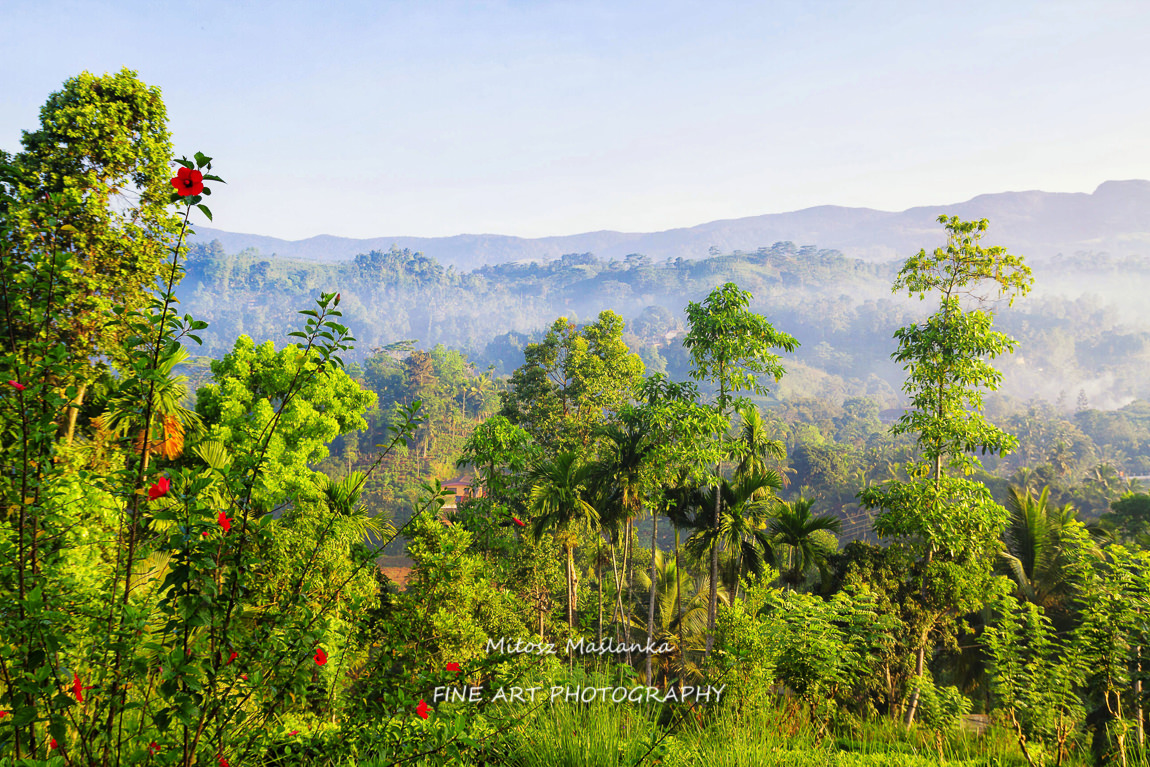 Jungle in misty morning, Sinharaja rainforest, Sri Lanka