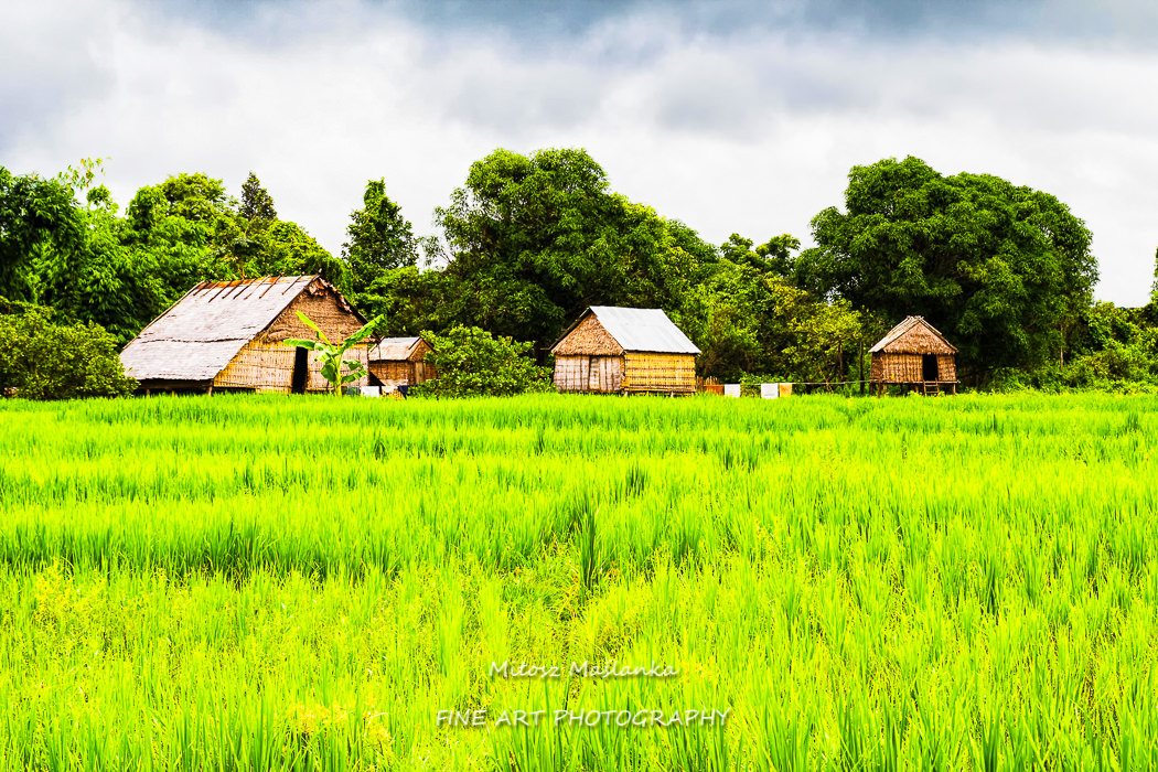 Rice field in Cambodia