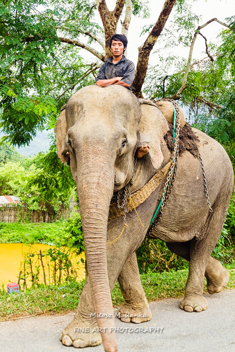 Elephant ride