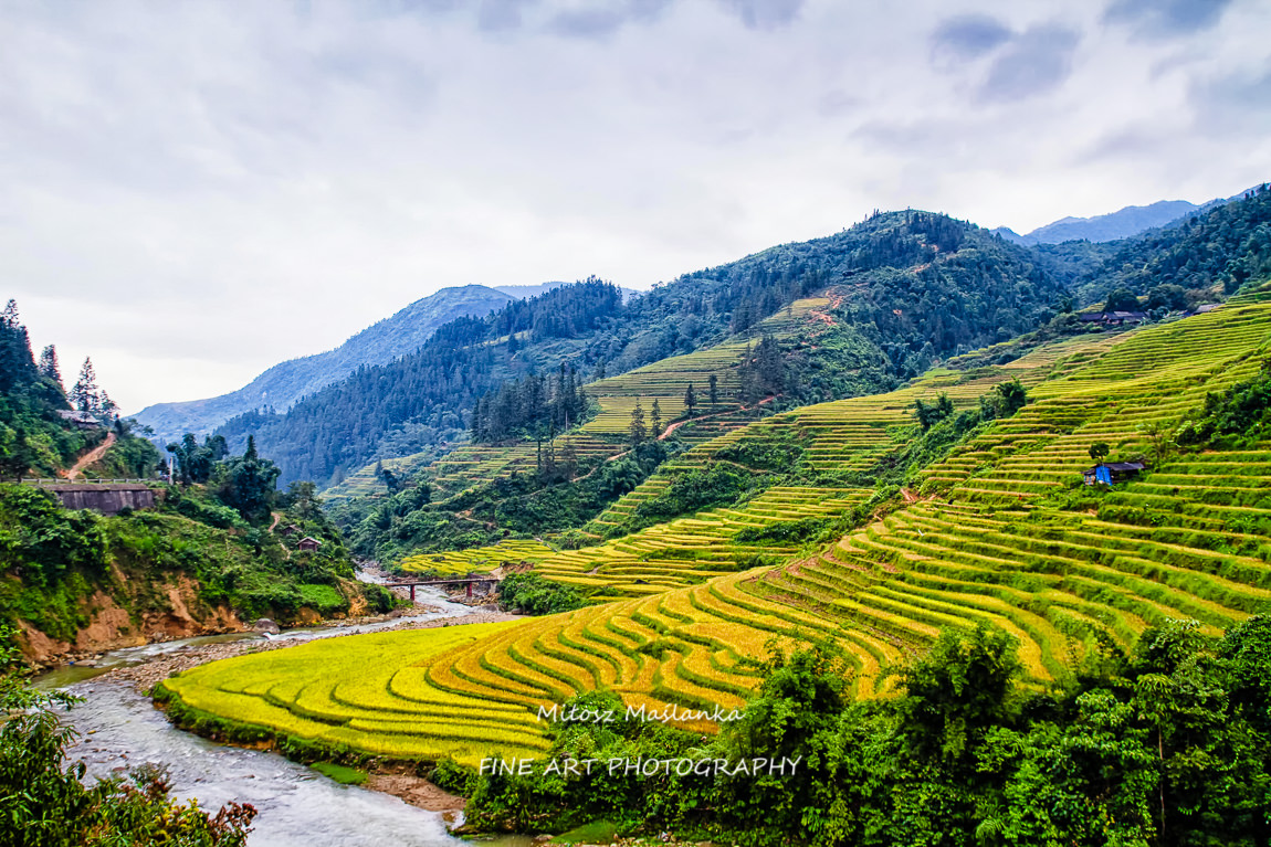Paddy fields near Sapa, Vietnam