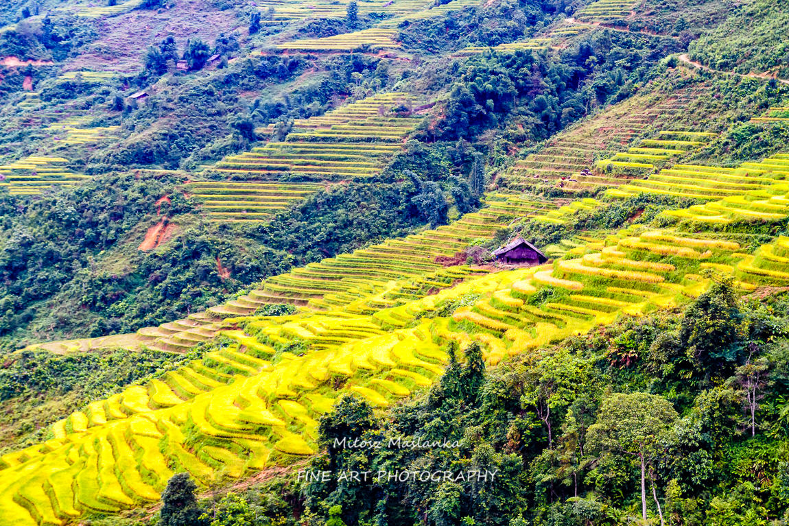 Paddy fields near Sapa, Vietnam
