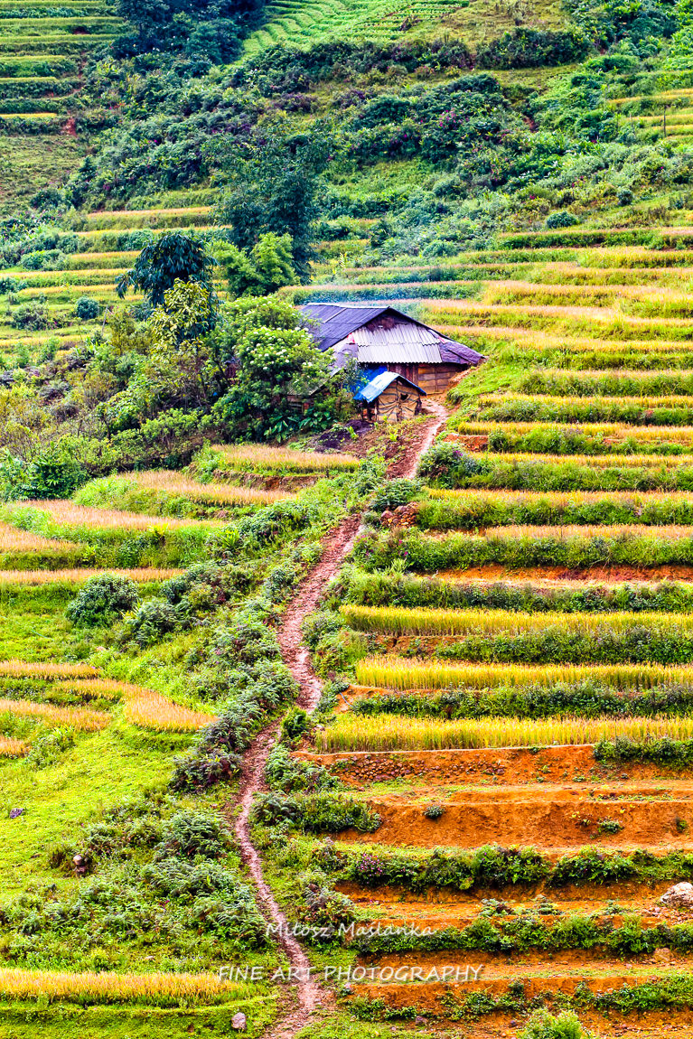 Paddy fields near Sapa, Vietnam