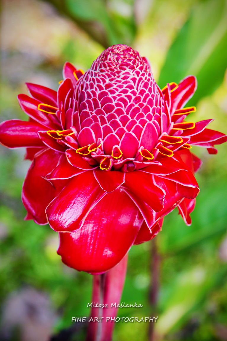 Torch ginger (Etlingera elatior)