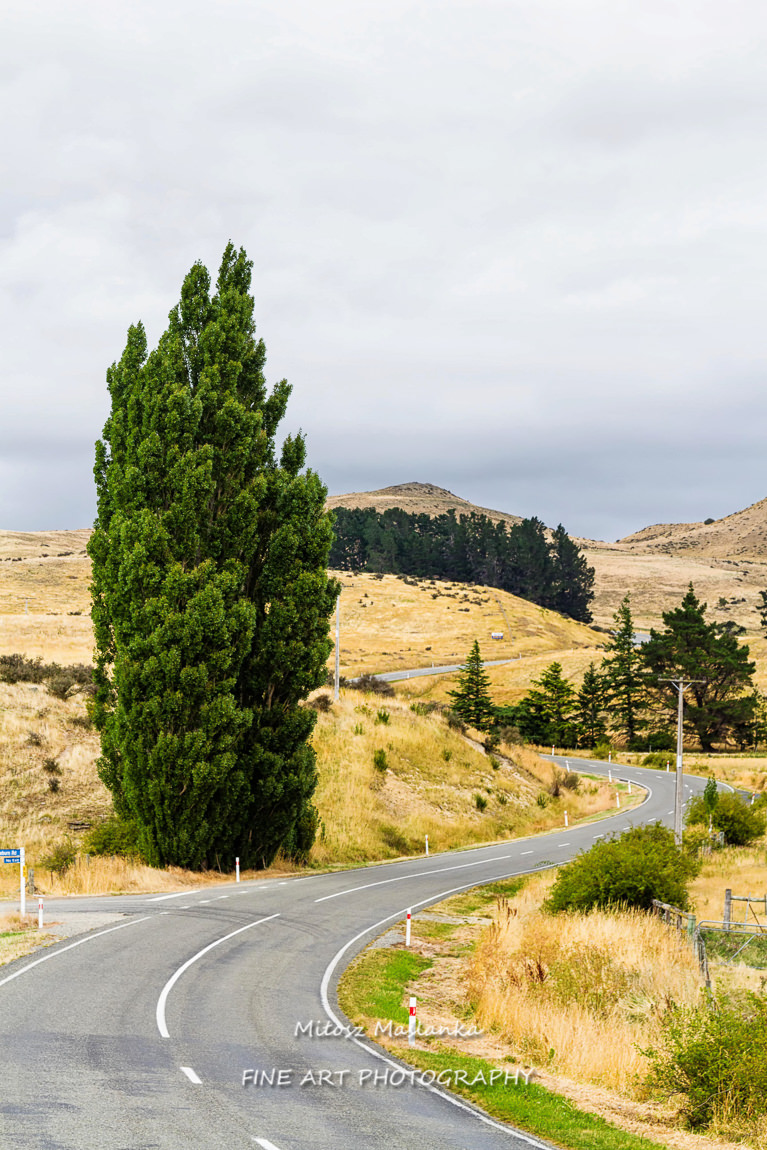 Winding Road in Dunedin, New Zealand