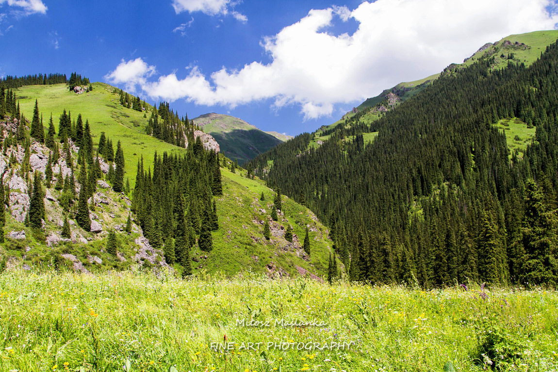 Mountain valley with green trees and river in Tian Shan, Kazakhstan, Central Asia. Hiking trail to Kolsai Lakes - popular tourist destination.