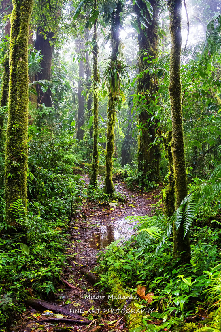 Wet and moisty cloud forest in Santa Elena, Costa Rica