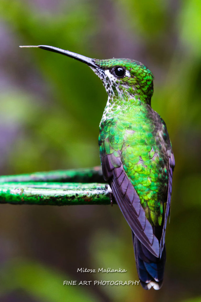 Green shiny glossy hummingbird Green-crowned Brilliant, Heliodoxa jacula from Costa Rica flying.