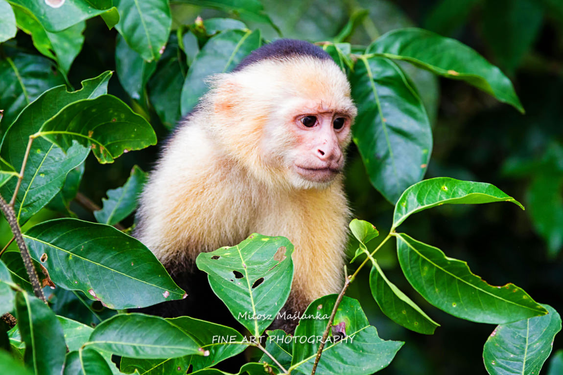 White-headed Capuchin, black monkey sitting on the tree branch in the dark tropical forest. Cebus capucinus in gree tropic vegetation. Animal in the nature habitat.
