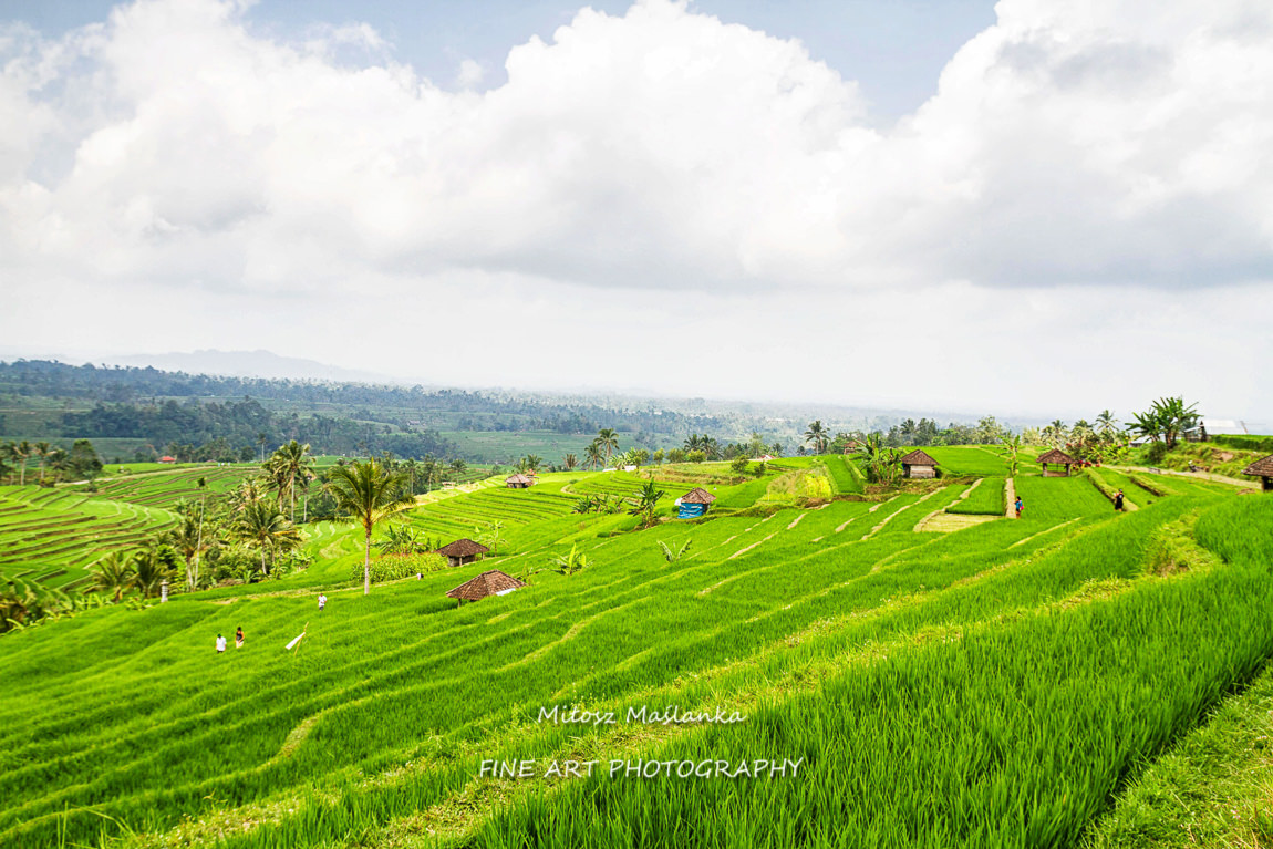 Jatiluwih rice terraces, Bali, Indonesia