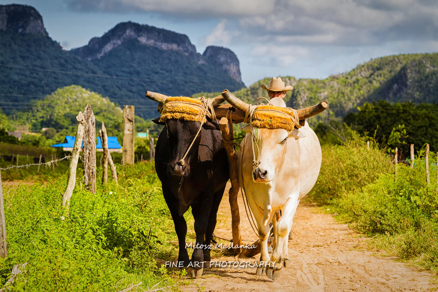 Tobacoo field cultivated by oxex in Vinales valley, agricultural and tourist part of Cuba. Vinales is a popular holiday destination.