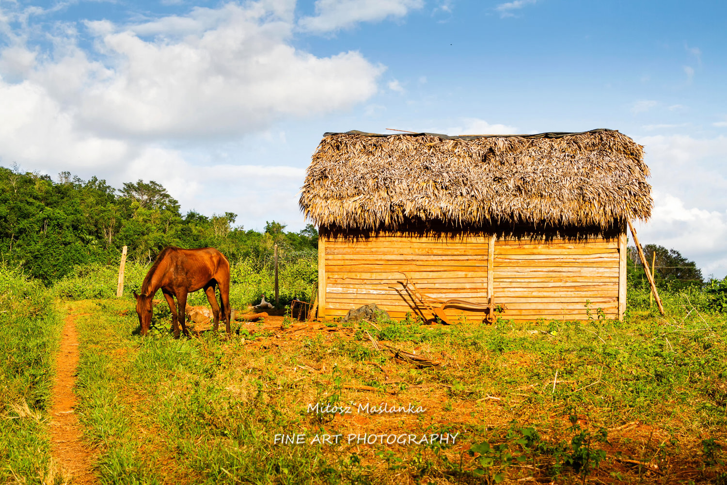 Old log cabin in a remote Cuban countryside and natural environment. Many Cubans live in wooden huts on the countryside.
