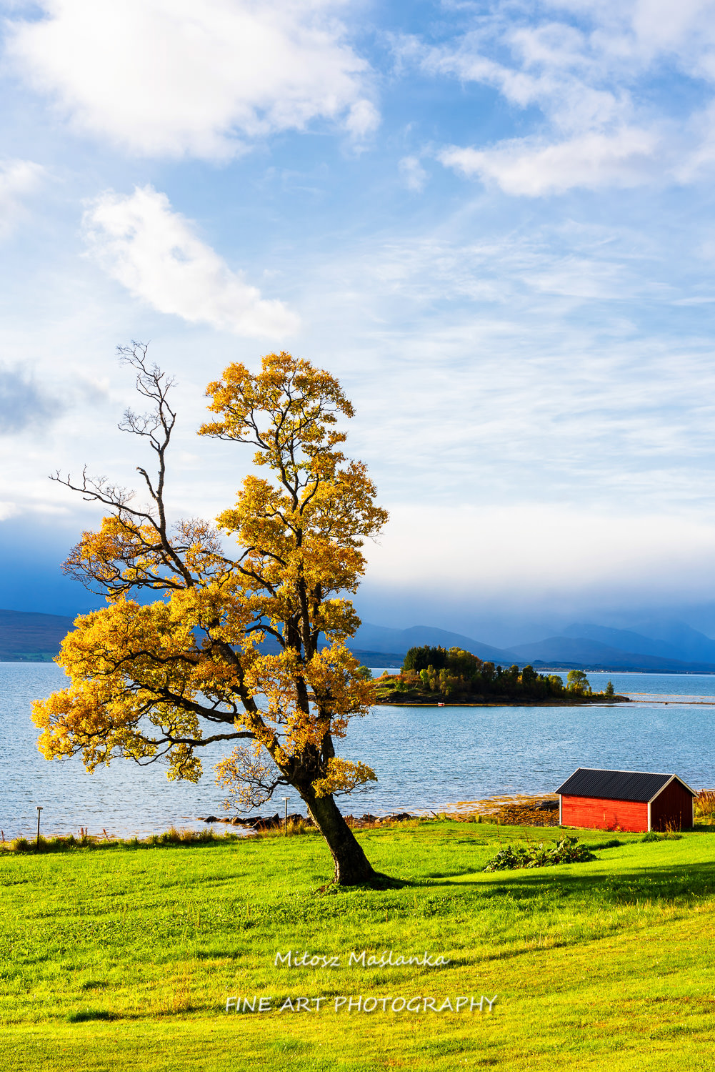 Lonely tree by the bay