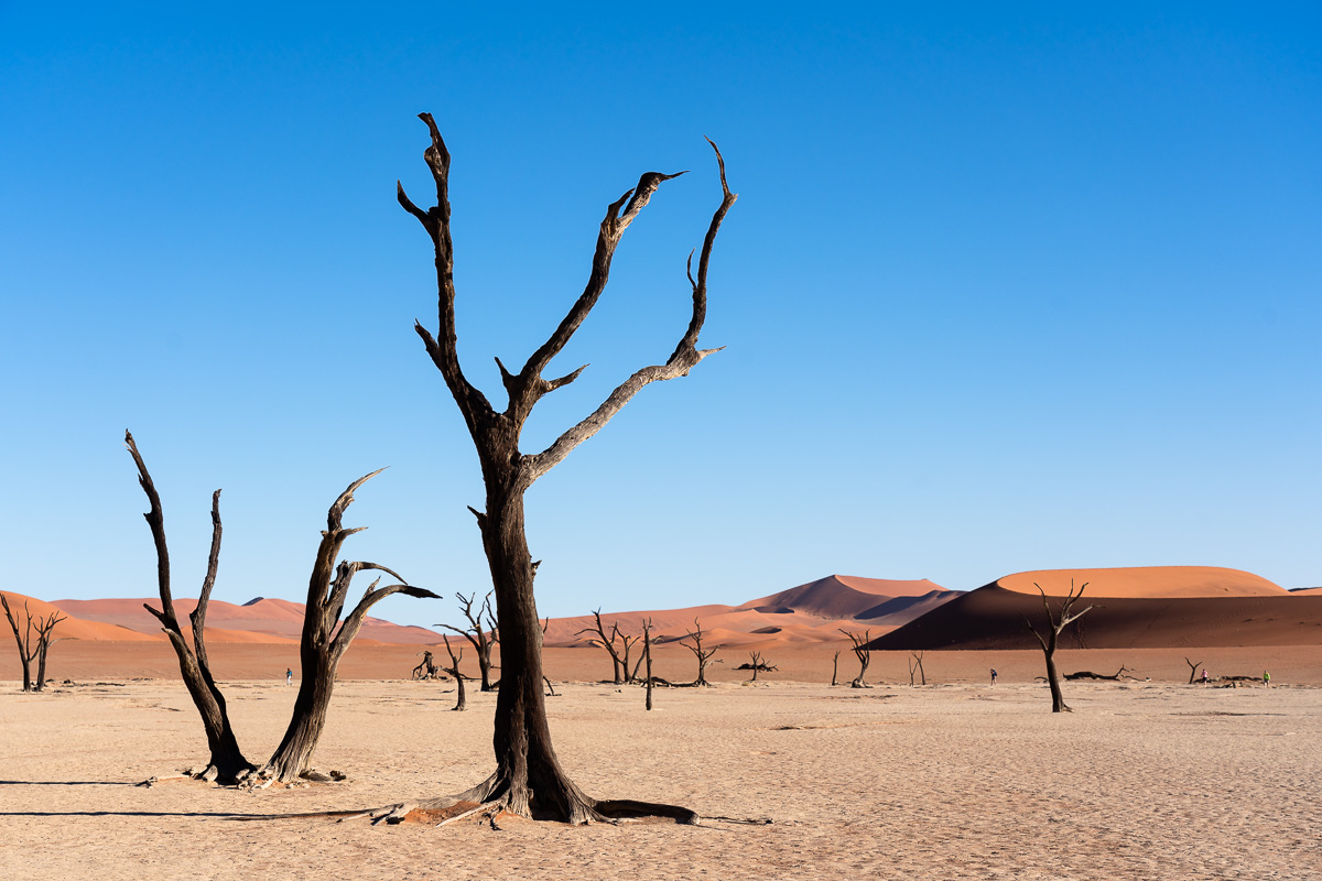 Dead trees in Sossusvlei. Some of them have more than 900 years.