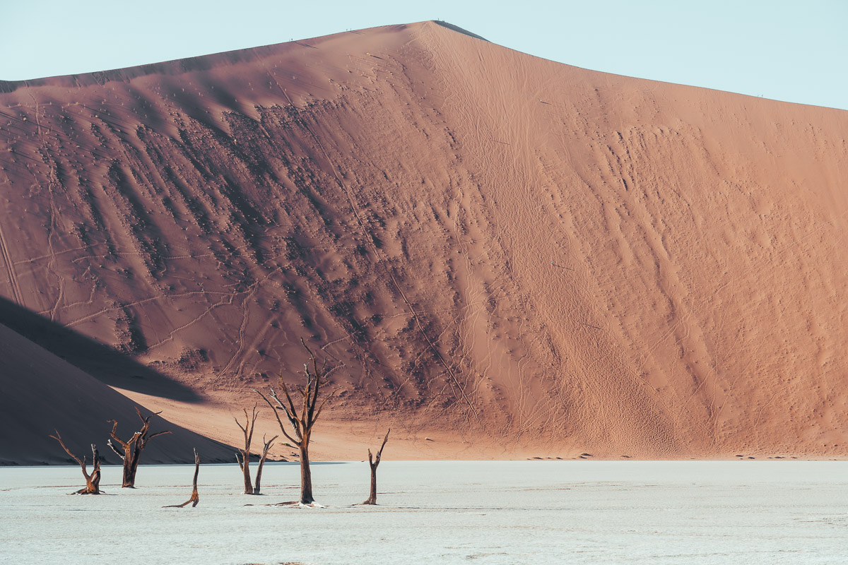 Dead trees in Sossusvlei with Big Daddy Dune (325m)