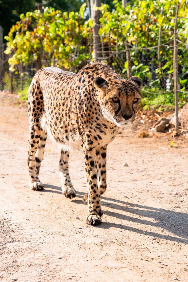 Cheetah at the private farm