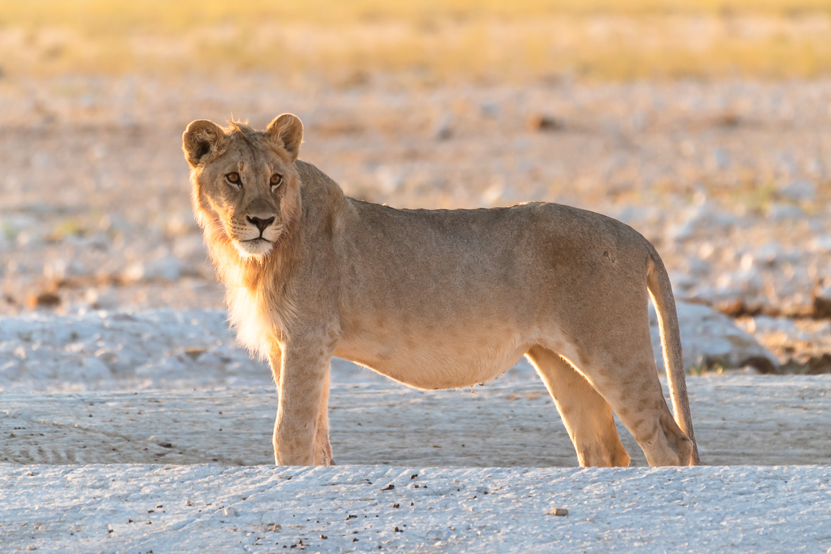 Young male lion in Etosha National Park