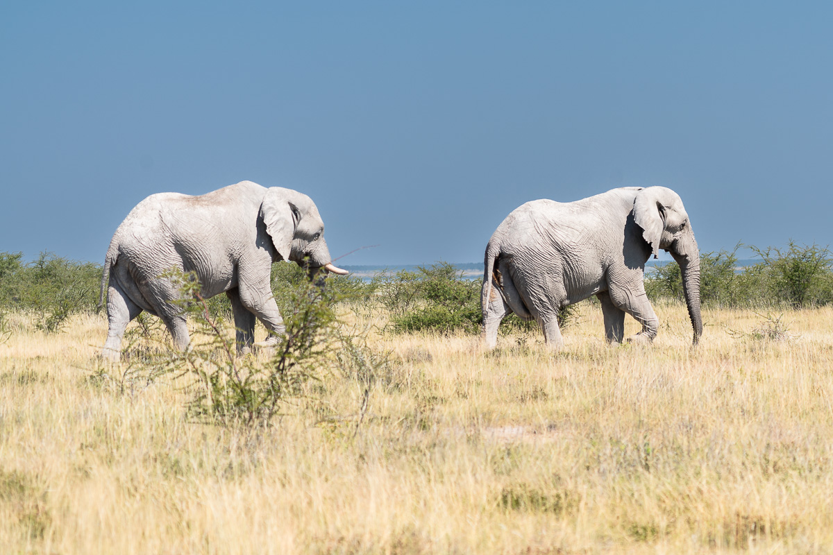 White elephants in Etosha National Park